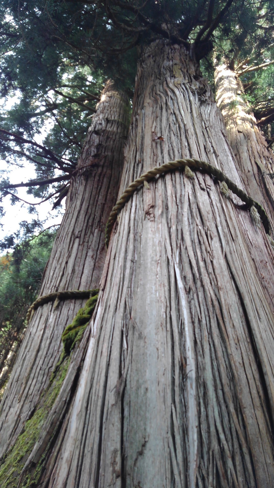 日本一高い杉 京都花脊の三本杉行って来ました カルシアさんの峰床山 鎌倉山の活動データ Yamap ヤマップ