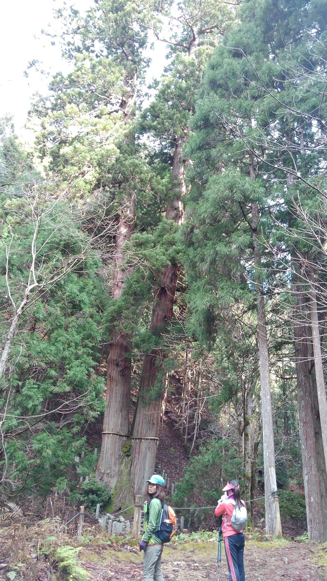 日本一高い杉 京都花脊の三本杉行って来ました カルシアさんの峰床山 鎌倉山の活動データ Yamap ヤマップ