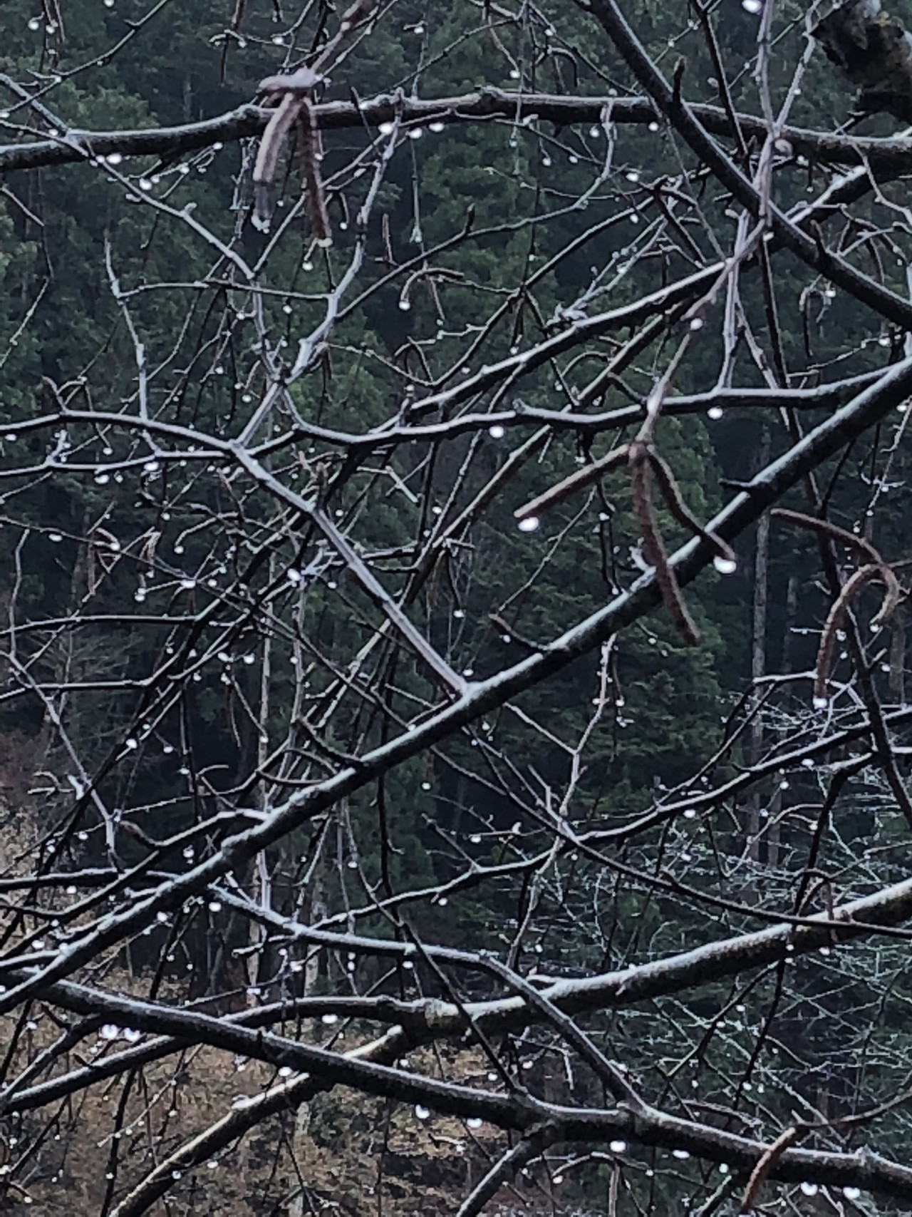 花背の三本杉と峰定寺 Nobuさんの峰床山 鎌倉山の活動データ Yamap ヤマップ