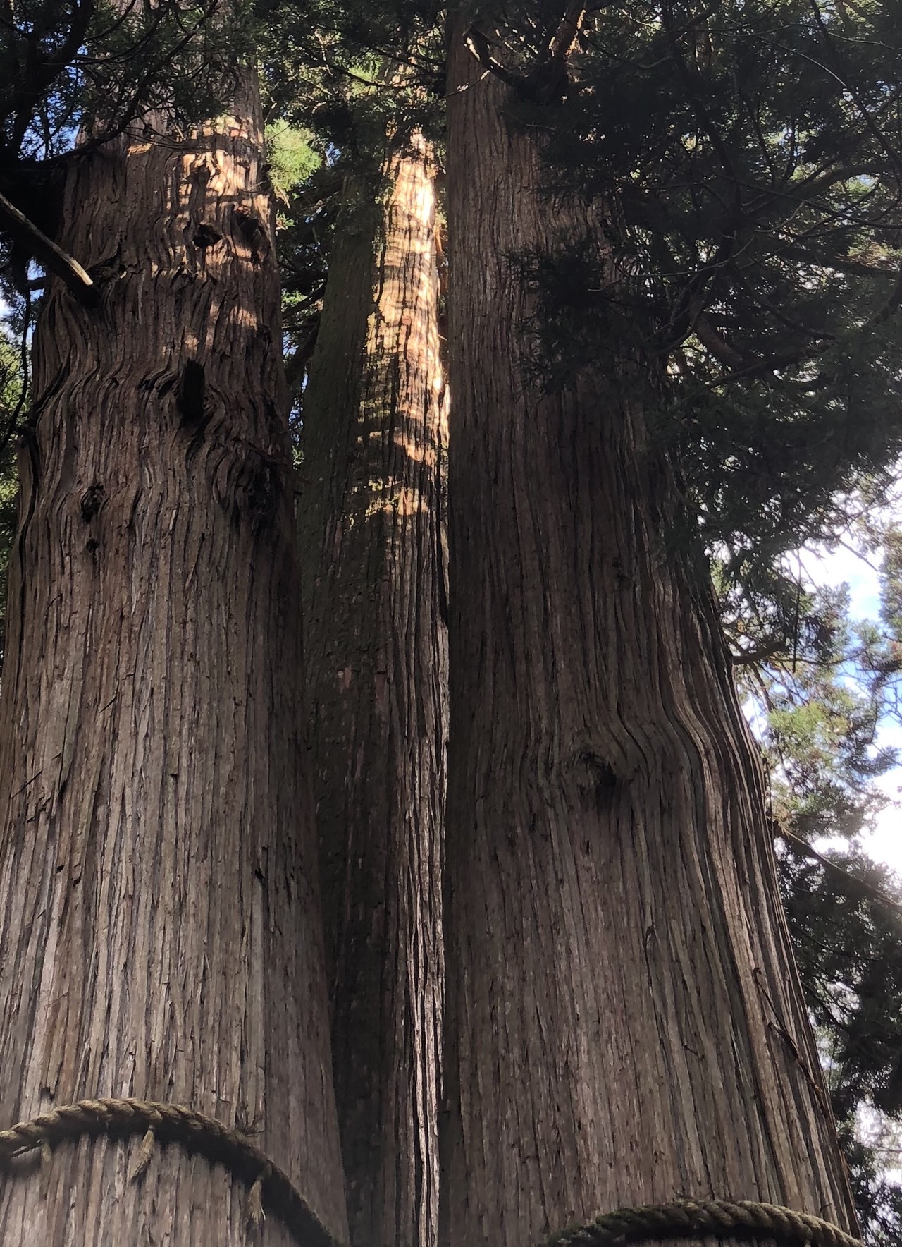 花背の三本杉と峰定寺 Nobuさんの峰床山 鎌倉山の活動データ Yamap ヤマップ