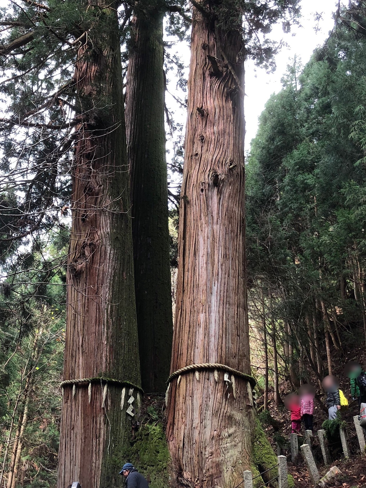 花背の三本杉と峰定寺 Nobuさんの峰床山 鎌倉山の活動データ Yamap ヤマップ