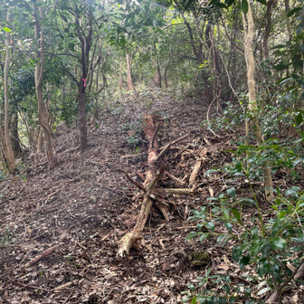 飯塚市 倒れた松。