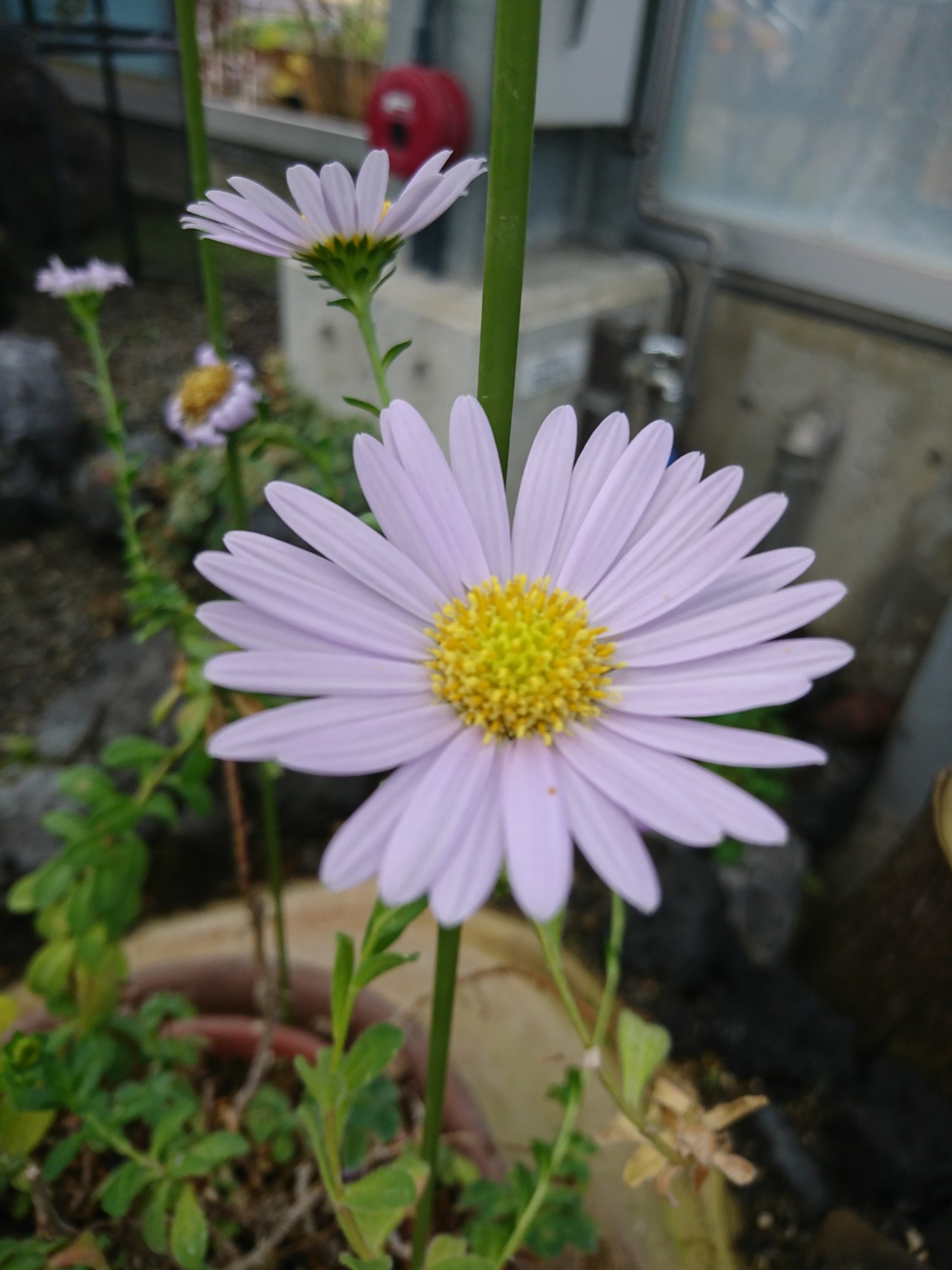 17 11 19 植物観察 初冬の富山県中央植物園 Manoさんの富山市の活動日記 Yamap ヤマップ