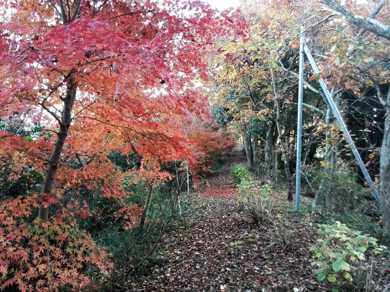 お散歩 香取神宮と神道山の紅葉 なお さんの香取市の活動データ Yamap ヤマップ