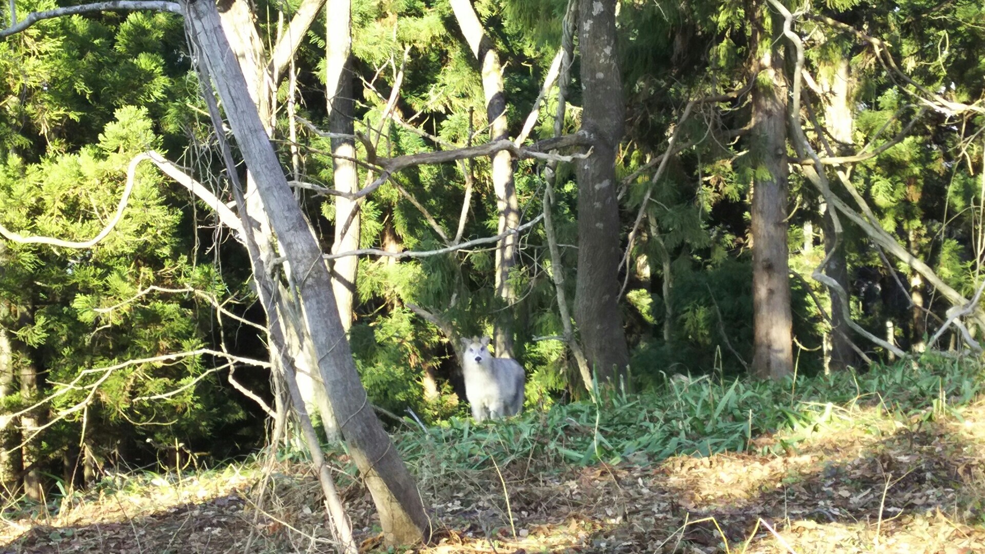 楯山 かもしかくらぶ にゃんちゃんさんの甑岳 山形県村山市 の活動日記 Yamap ヤマップ