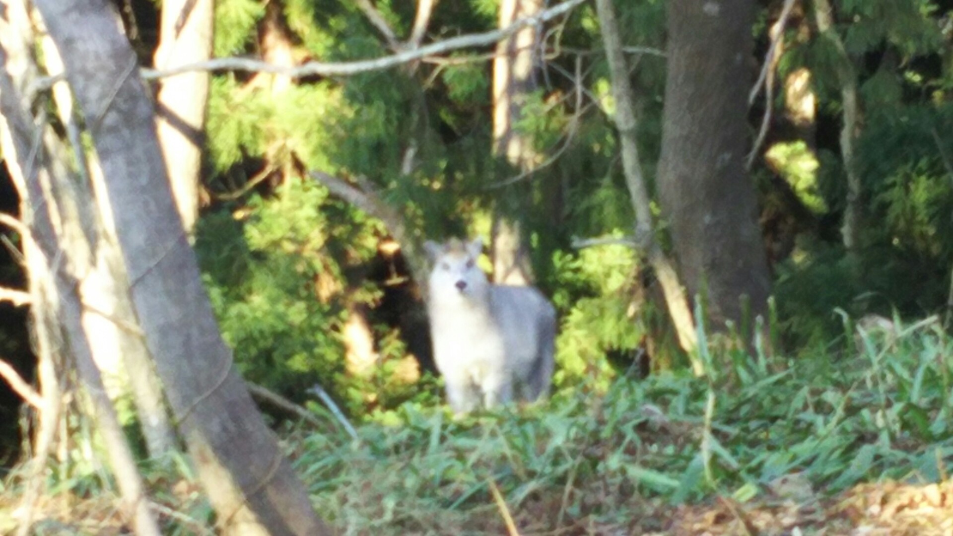 楯山 かもしかくらぶ にゃんちゃんさんの甑岳 山形県村山市 の活動日記 Yamap ヤマップ