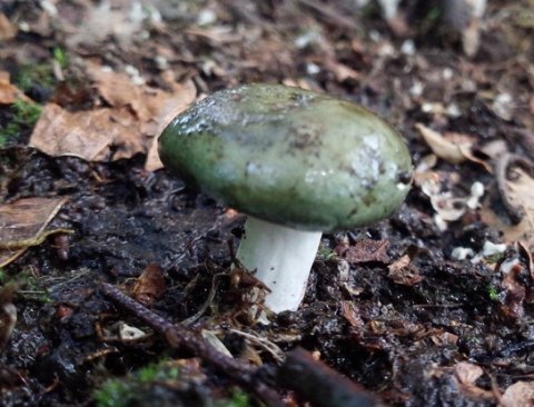 きのこ と ちょっと嬉しいお知らせ しっぽさんの帯広市の活動日記 Yamap ヤマップ