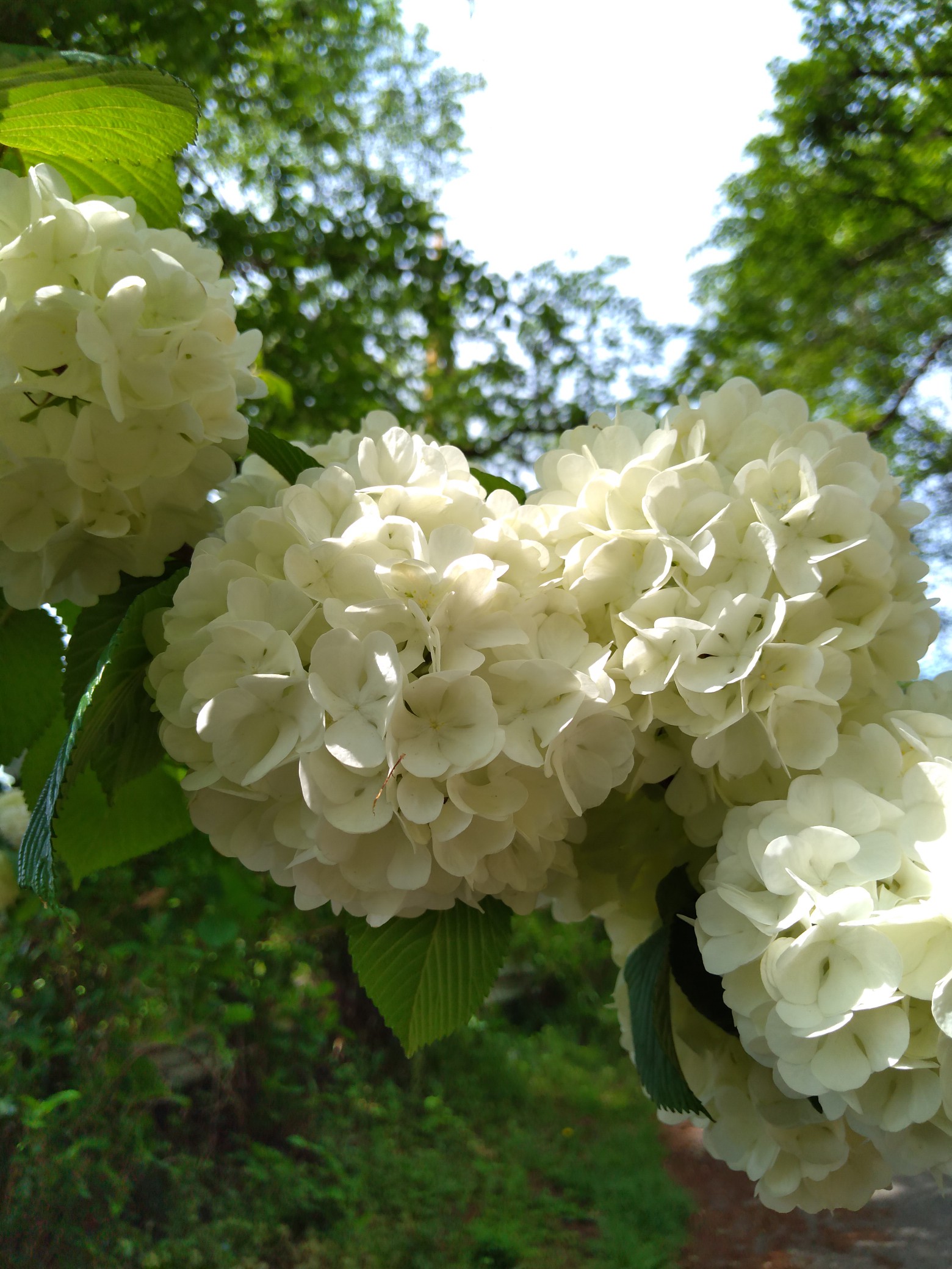 桂木観音 花探索 オオデマリ 21 04 24 ジュンネネさんの奥武蔵ウルトラマラソンの活動データ Yamap ヤマップ