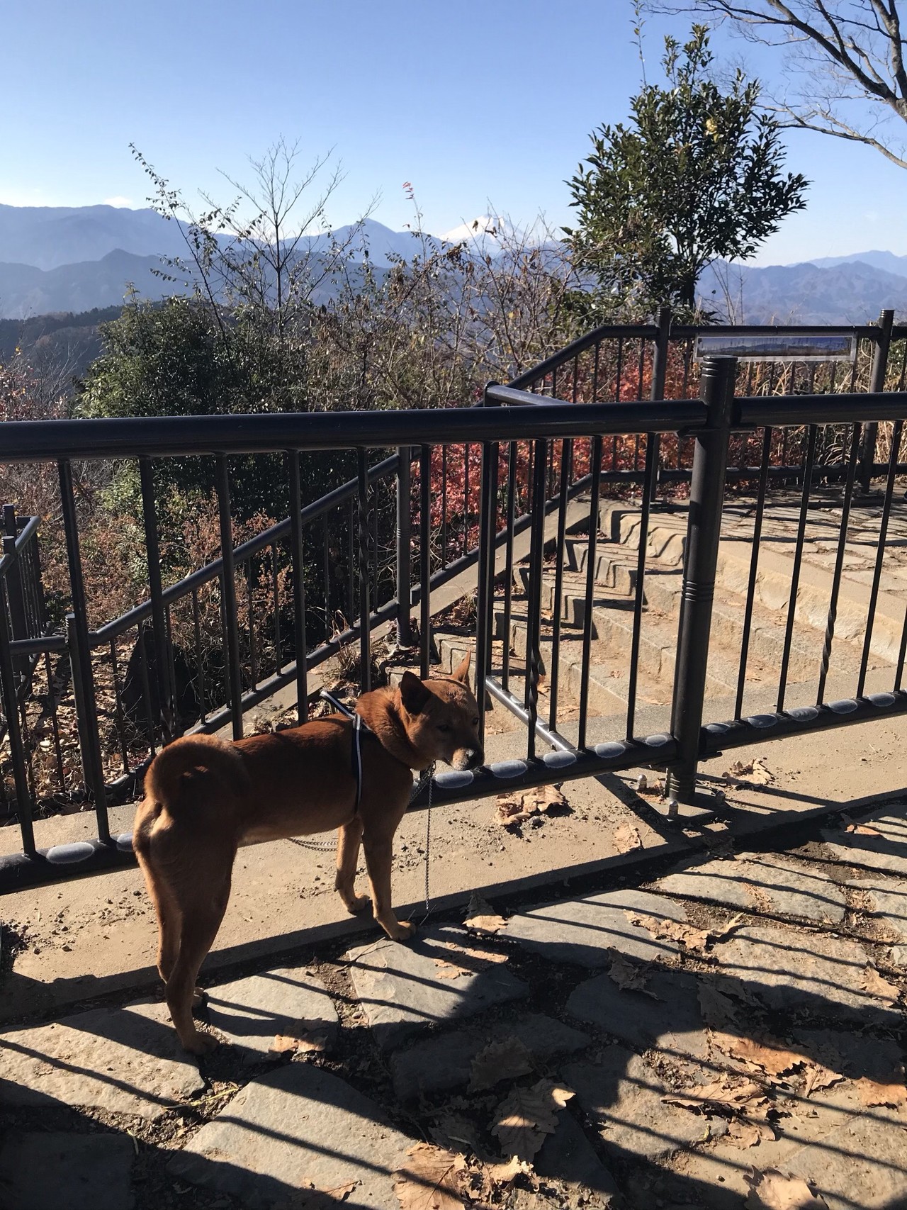 犬連れハイキング1 高尾山 きんさんの高尾山 陣馬山 景信山の活動データ Yamap ヤマップ
