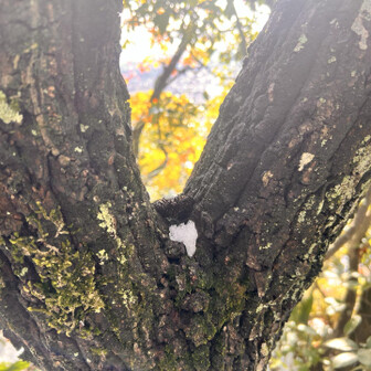 あれれーー波平ｻﾝいなーい😭風で飛ばされたのかな、探したけど…