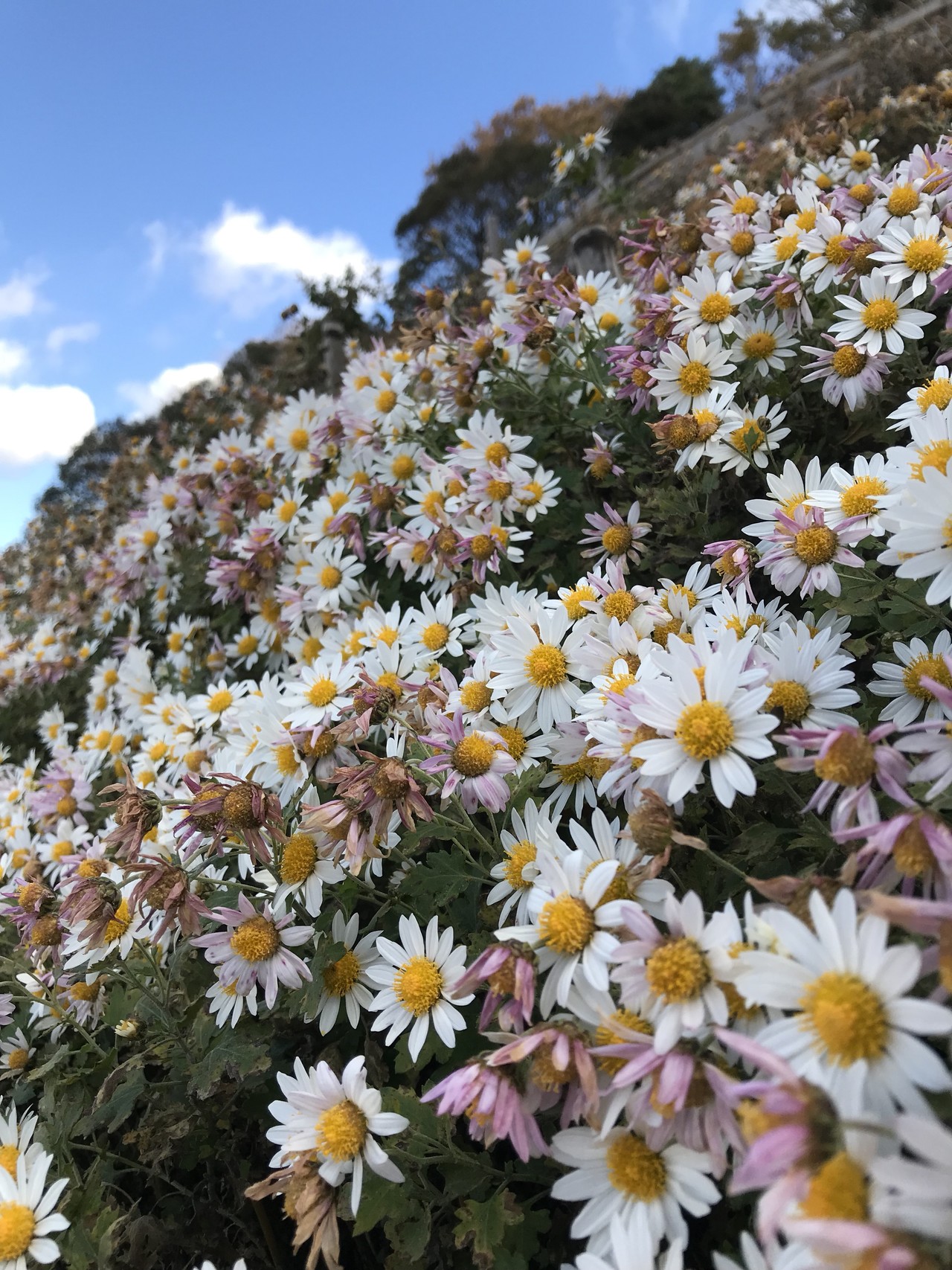 須磨名水の森 栂尾 のじぎくの丘 横尾 馬の背 東山 飛松の森 やなさんの六甲山 長峰山 摩耶山の活動データ Yamap ヤマップ