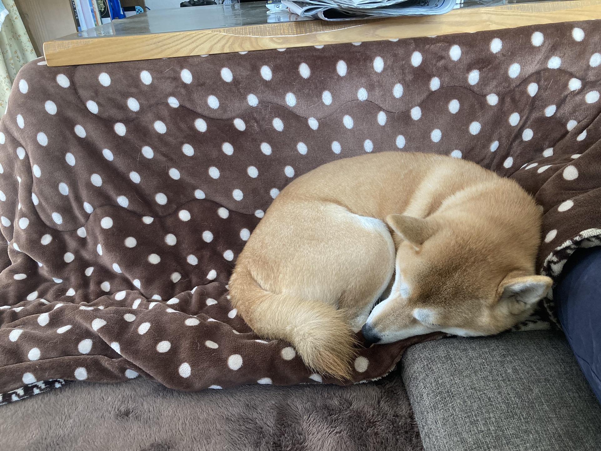 「犬もコタツで丸くなる」 昨日は、膝を診... / マサさんのモーメント | YAMAP / ヤマップ