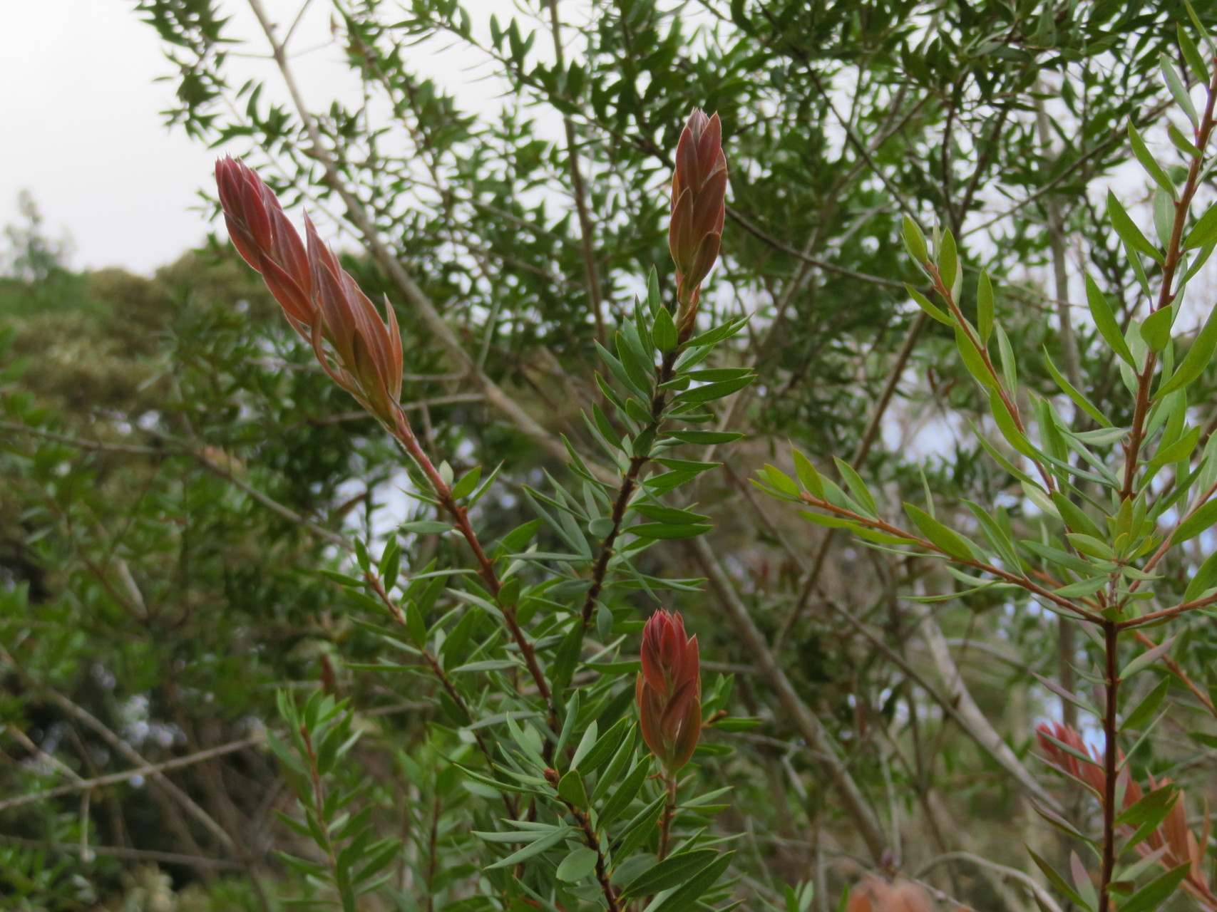初冬の植物観察 京都府立植物園 Manoさんの京都市の活動日記 Yamap ヤマップ