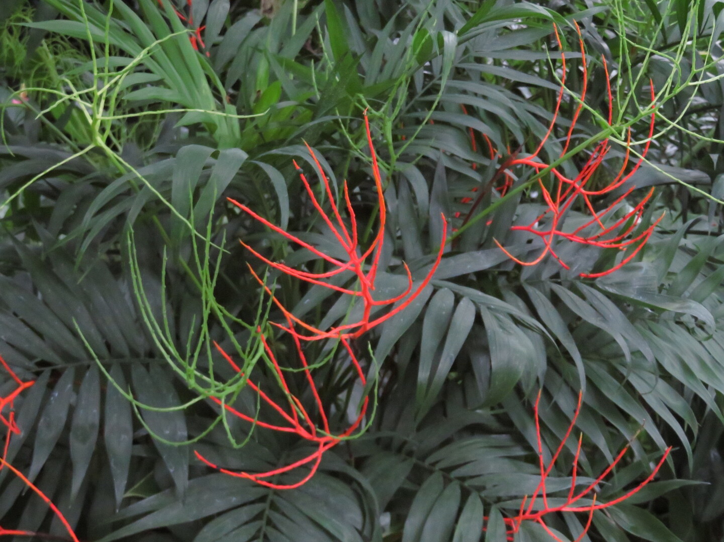 初冬の植物観察 京都府立植物園 京都市の写真60枚目 テーブルヤシ 赤い部分は花が終わった跡か Yamap ヤマップ