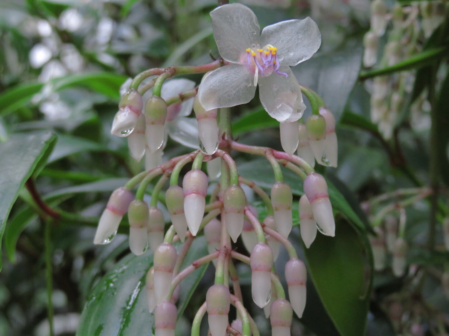 初冬の植物観察 京都府立植物園 Manoさんの京都市の活動データ Yamap ヤマップ