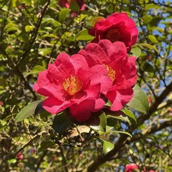 生駒山・神津嶽・大原山 山茶花（サザンカ）
ツバキキンカクチャワンダケ見てみたいなぁ…🍄‍🟫