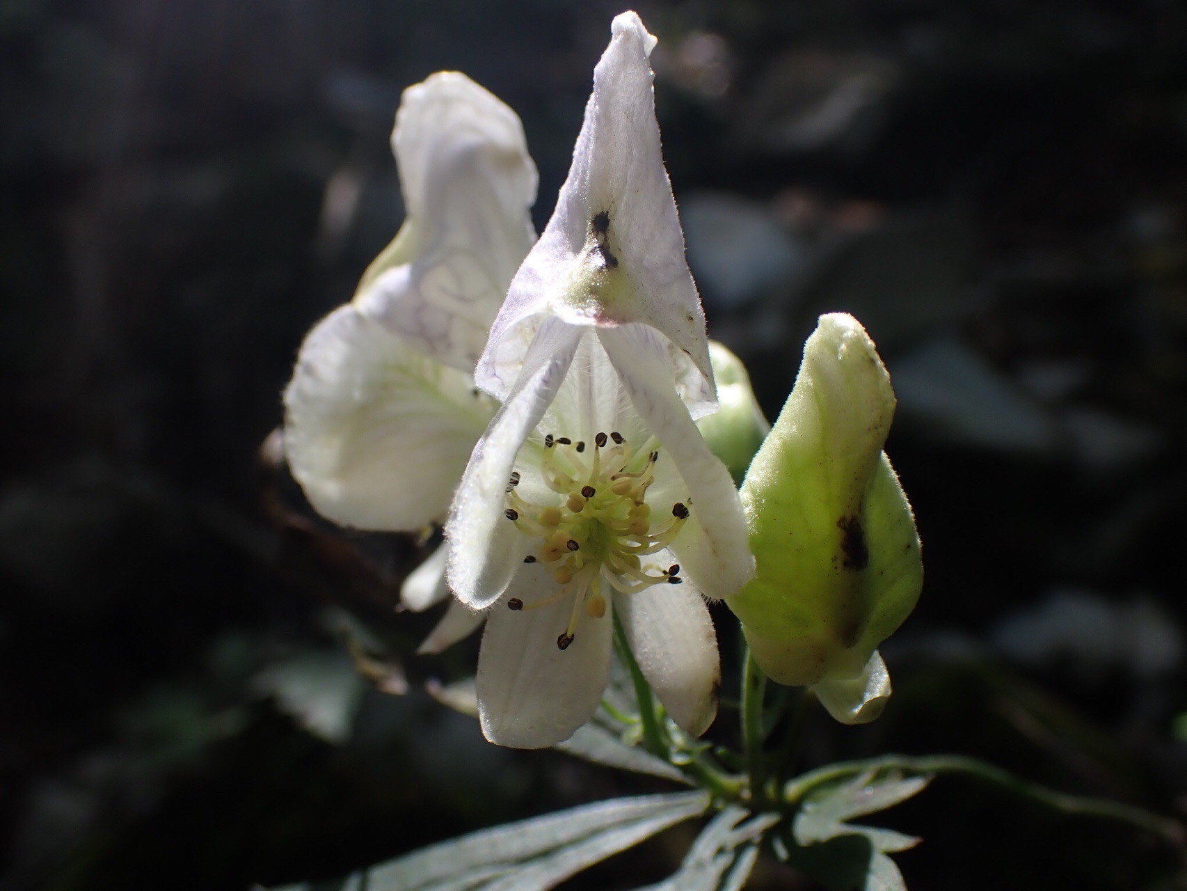 ゼウスの山 天空の花畑へ ちーちゃんさんの向坂山 三方山 天主山の活動日記 Yamap ヤマップ