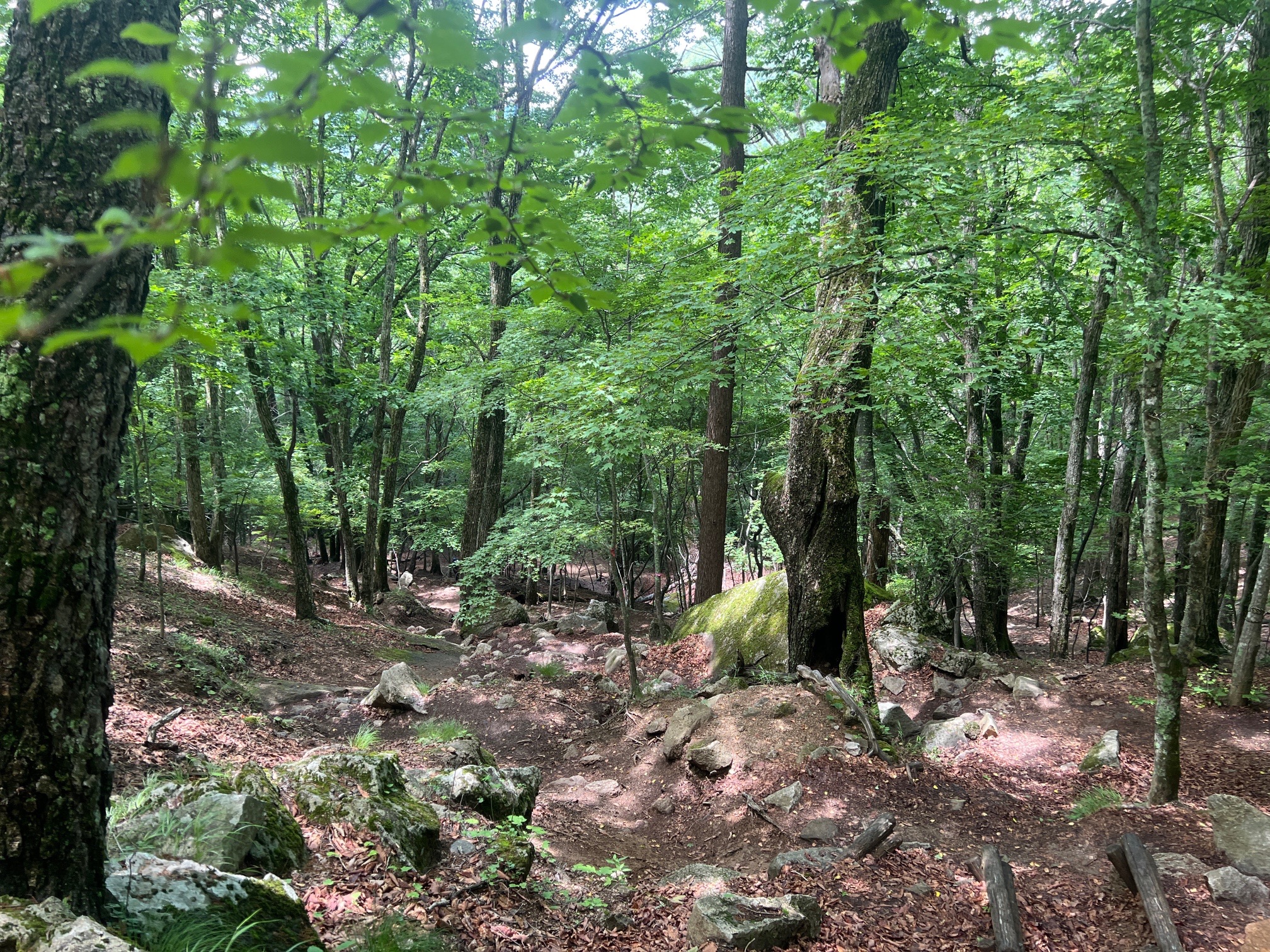 道歩きではなく、森林歩き 自由なコース取りです