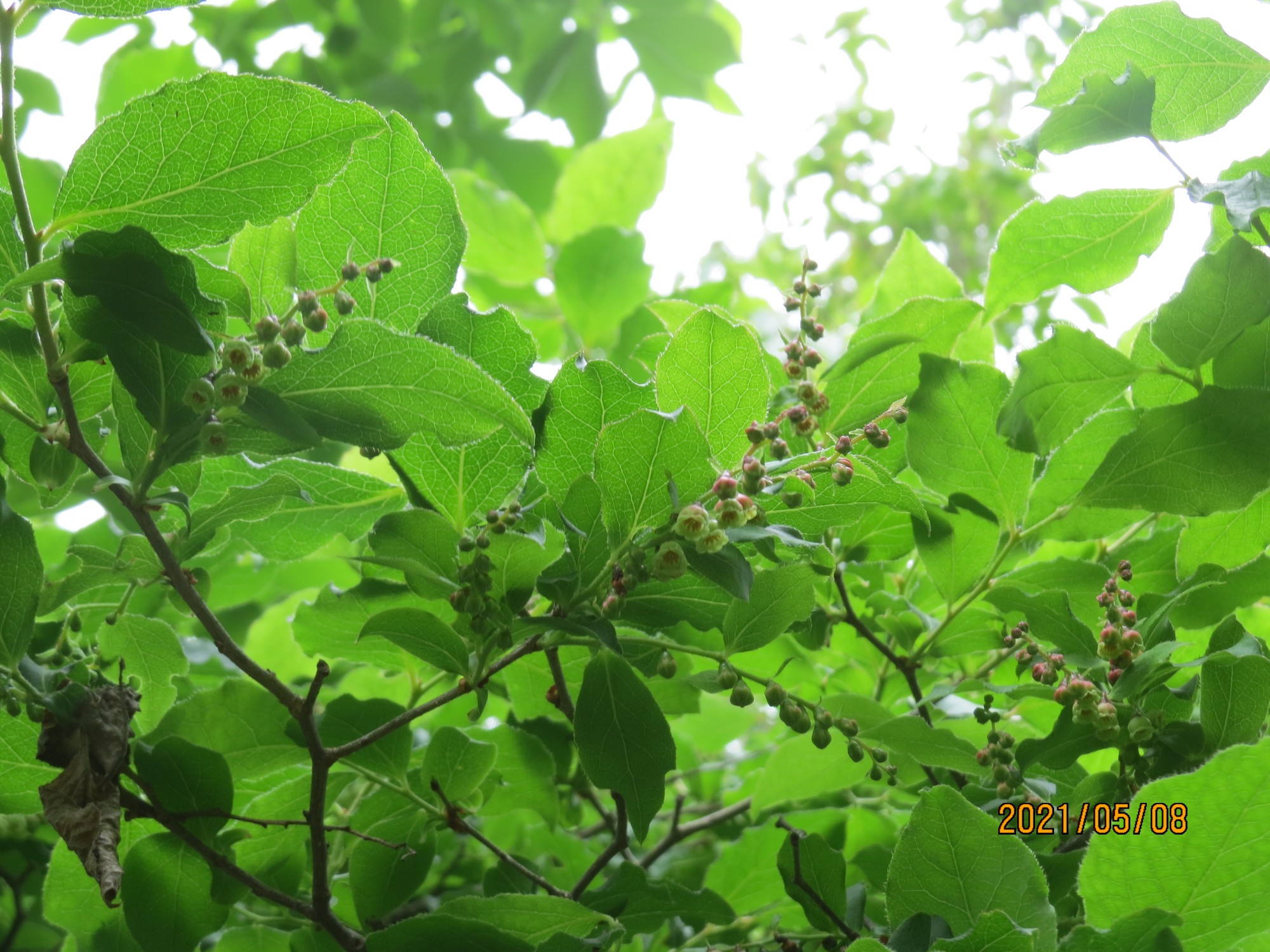 ナツハゼとハゼノキの花とシロダモについて コックンさんの篠栗町の活動データ Yamap ヤマップ