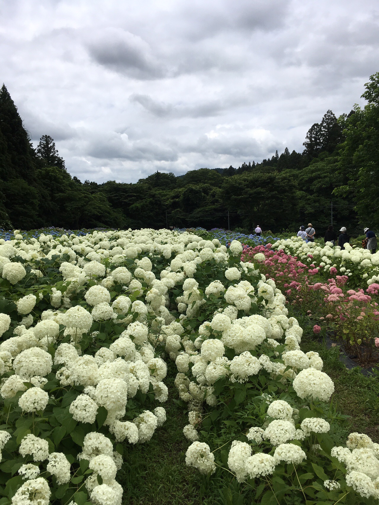 一関 東山みちのくあじさい園 でっちゃんさんの一関市 平泉町の活動データ Yamap ヤマップ