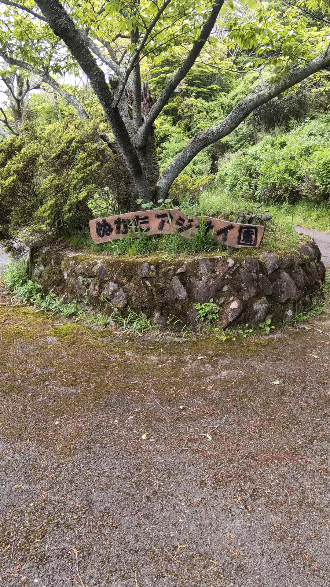生駒山 ぬかた紫陽花園 せっけん さんの生駒山 神津嶽 大原山の活動データ Yamap ヤマップ