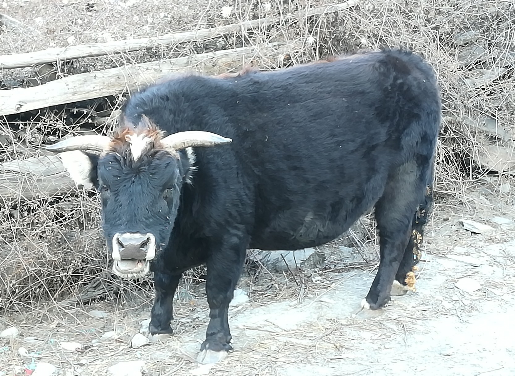 3 4day アンナプルナサーキット トロンパスからカトマンズ まりさんのアンナプルナ周遊 その3の活動日記 Yamap ヤマップ