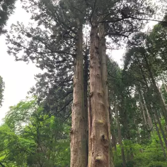 幹の周囲が9m余り、高さは50m、推定樹齢600年。茨城県の天然記念物。