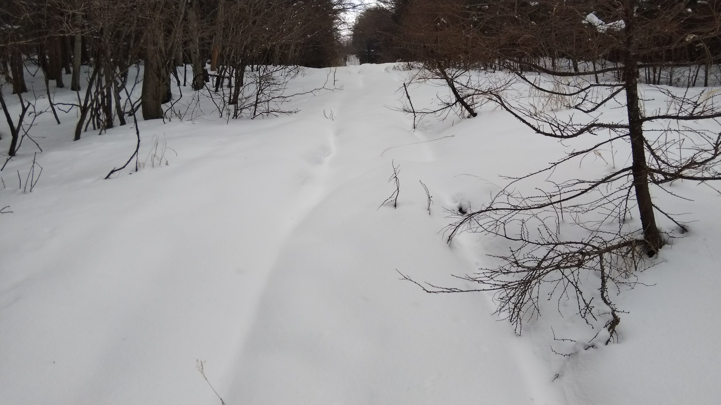 足跡は途中で引き返し、ここからはノントレースです