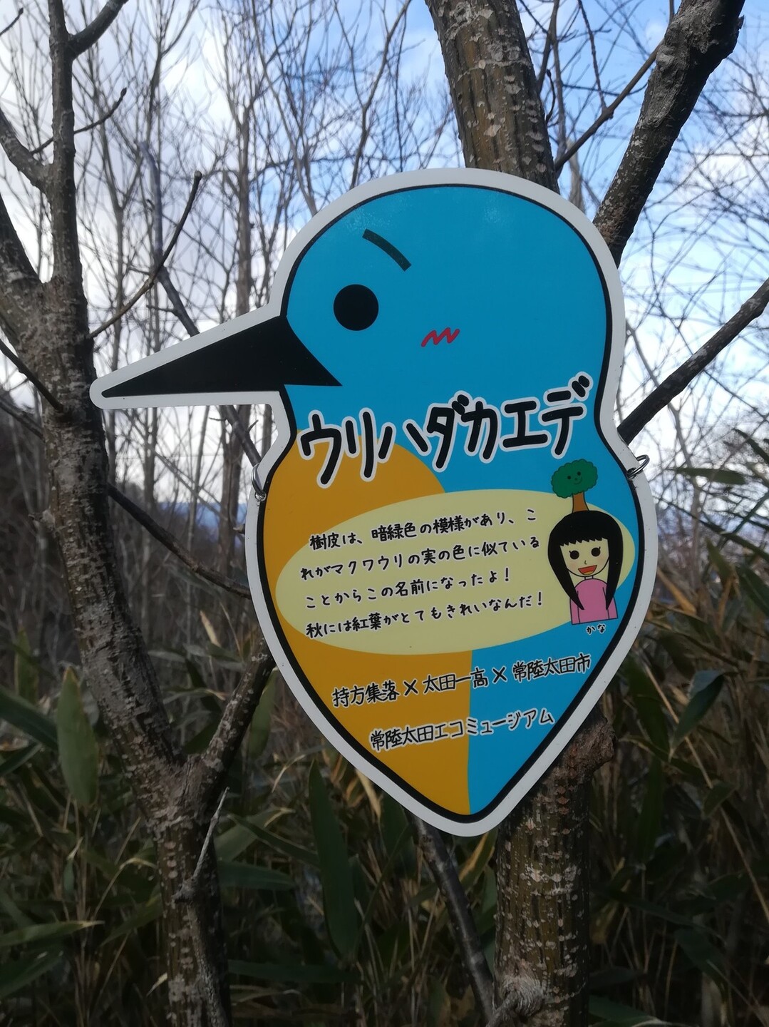 山歩きno 10奥久慈男体山with母 Hiroさんの奥久慈男体山 月居山 篭岩 篭岩山 の活動日記 Yamap ヤマップ