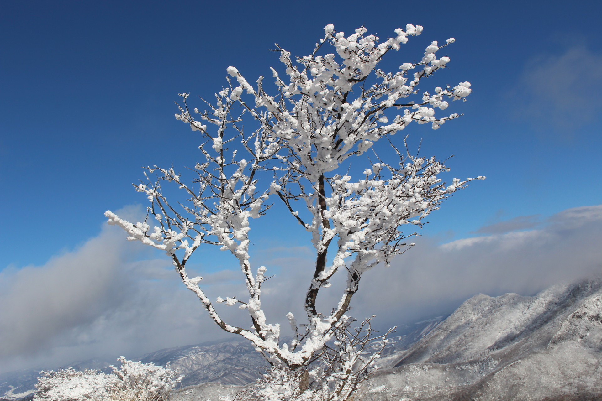 赤城山 の地蔵岳 樹氷 霧氷 が見たい ハドさんの赤城山 黒檜山 荒山の活動データ Yamap ヤマップ