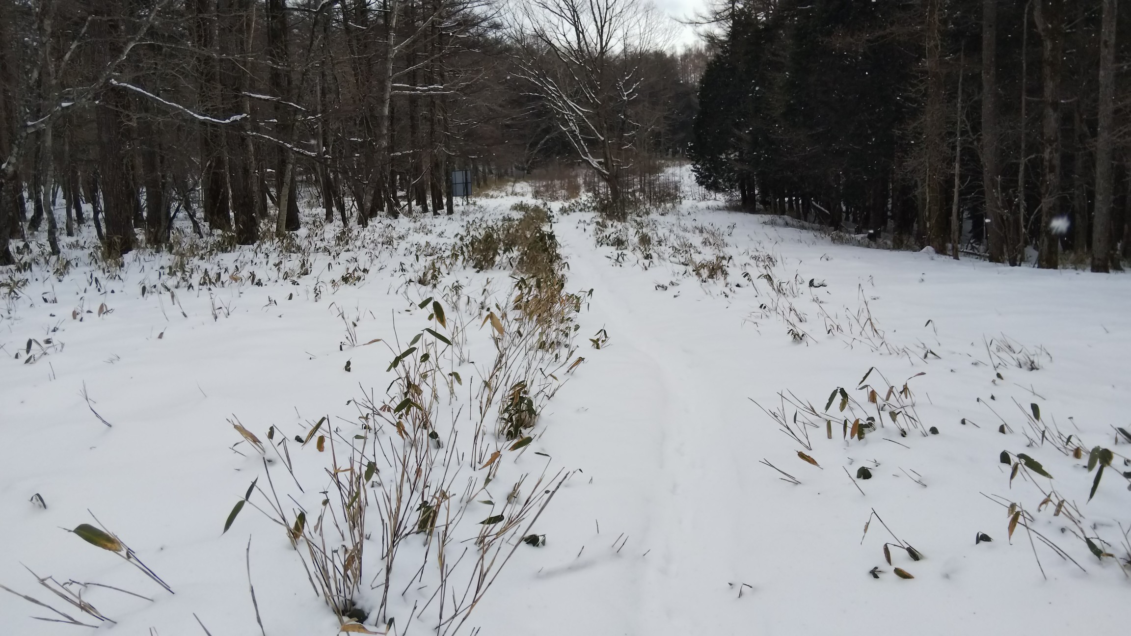 鳥居からのルートに合流します