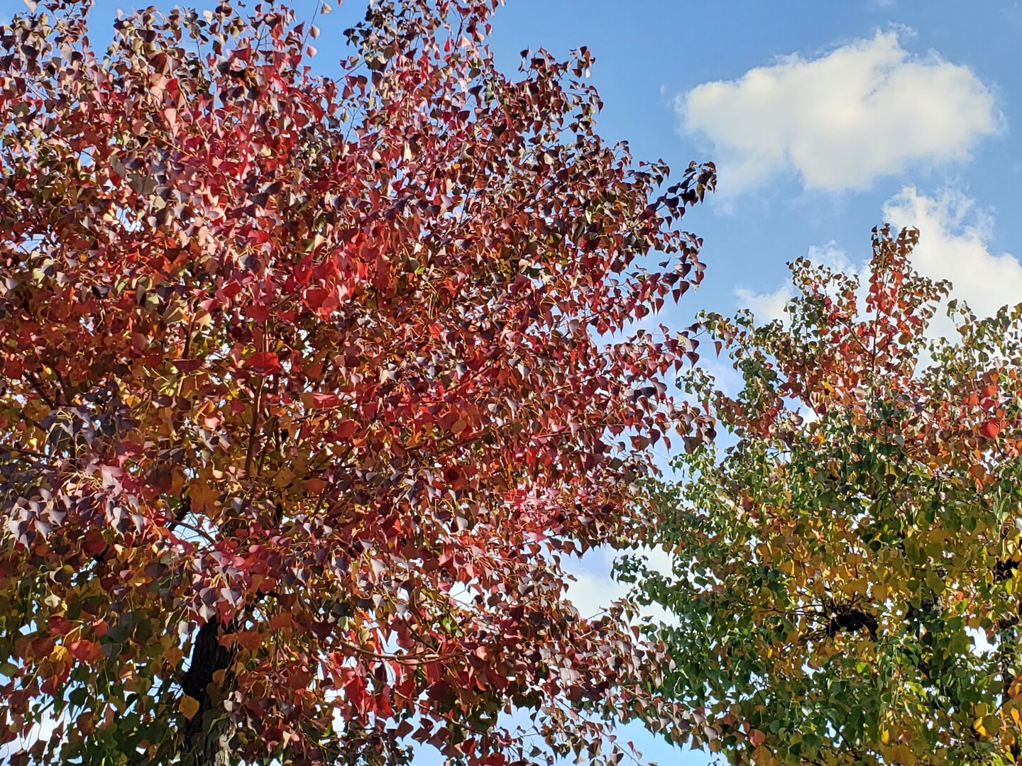 遠州平野部の街路樹も、美しく色付き始めま... / えねさんのモーメント YAMAP / ヤマップ