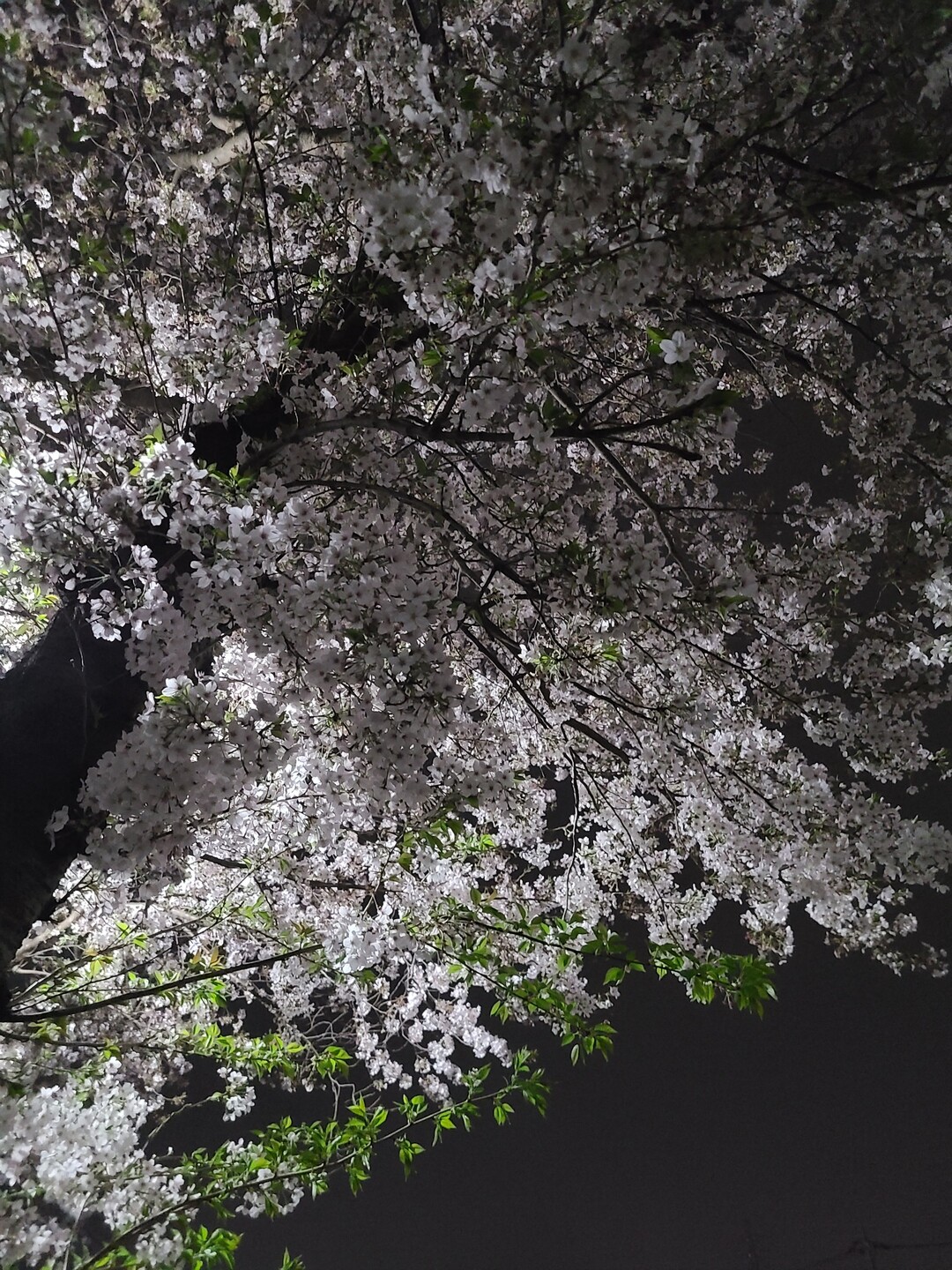近所の河川敷で一人夜桜にふける こ しっちょーさんのモーメント Yamap ヤマップ