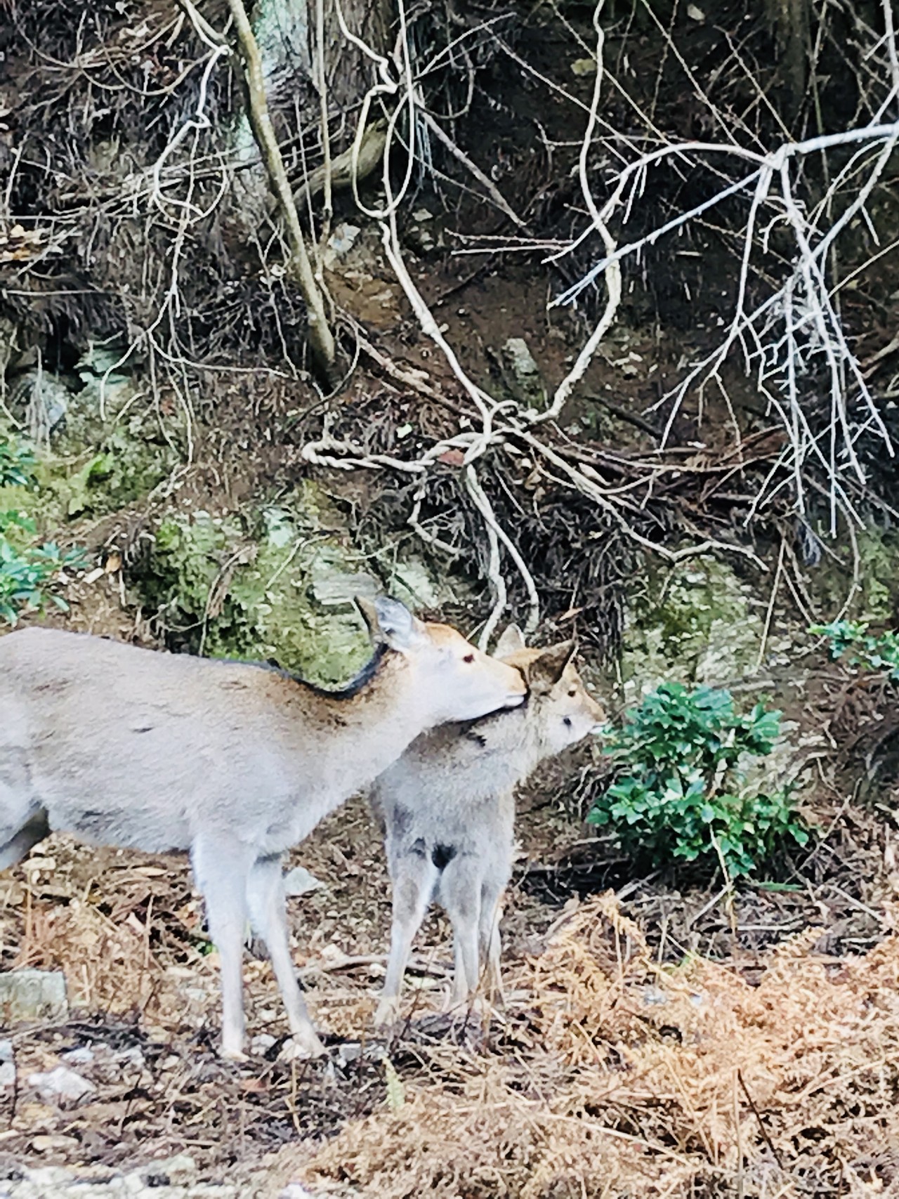 京都愛宕山で元旦初登り 初ご朱印帳 まりさんの愛宕山 三頭山 朝日峯の活動日記 Yamap ヤマップ
