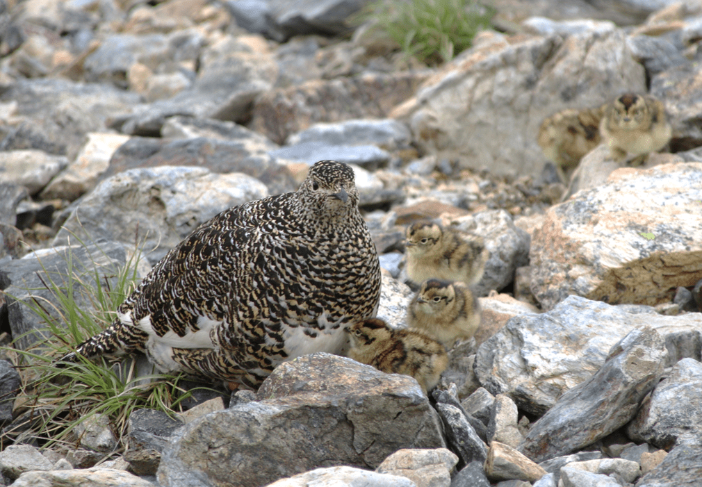 天然記念物「ライチョウ」の生息北限地・火打山で実施する、ライチョウ捕食動物のモニタリング調査