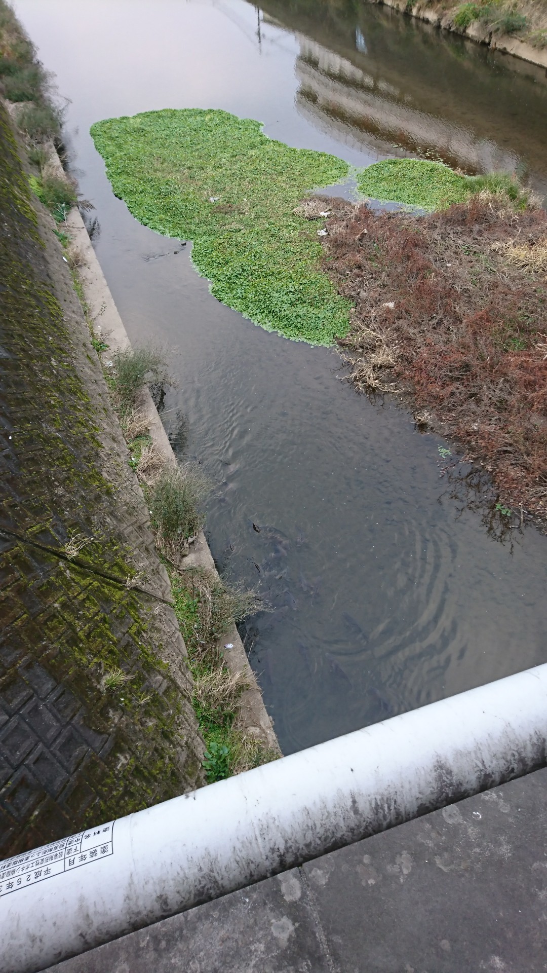 金峰山 熊本市 なんちゃってブラ モリの山歩き Mieeさんの金峰山 熊本県 二ノ岳 三ノ岳の活動日記 Yamap ヤマップ