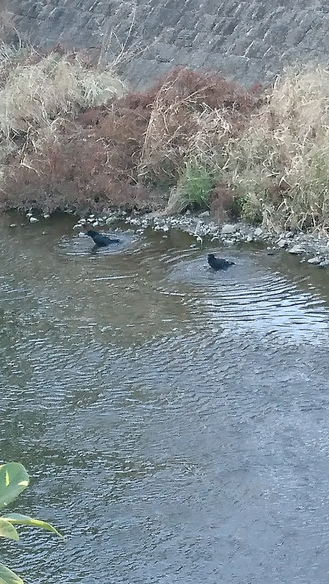 金峰山 熊本市 なんちゃってブラ モリの山歩き Mieeさんの金峰山 熊本県 二ノ岳 三ノ岳の活動日記 Yamap ヤマップ