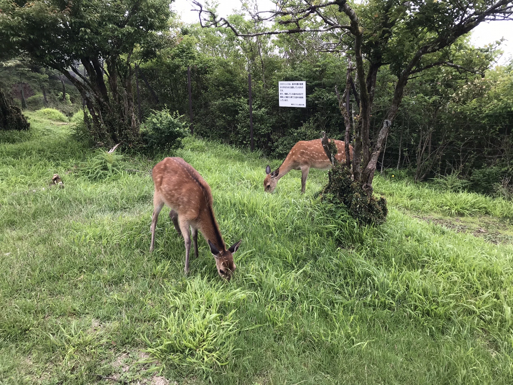 猛攻撃のひる ヒル 蛭 大山裏側はヒルの巣靴だよおっかさん かずさんの丹沢山の活動データ Yamap ヤマップ