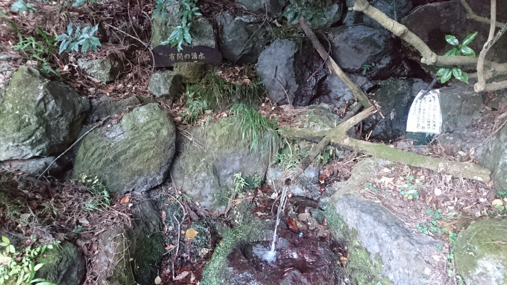 奥多摩 棒の折山～北東尾根(一部やらかし)の写真