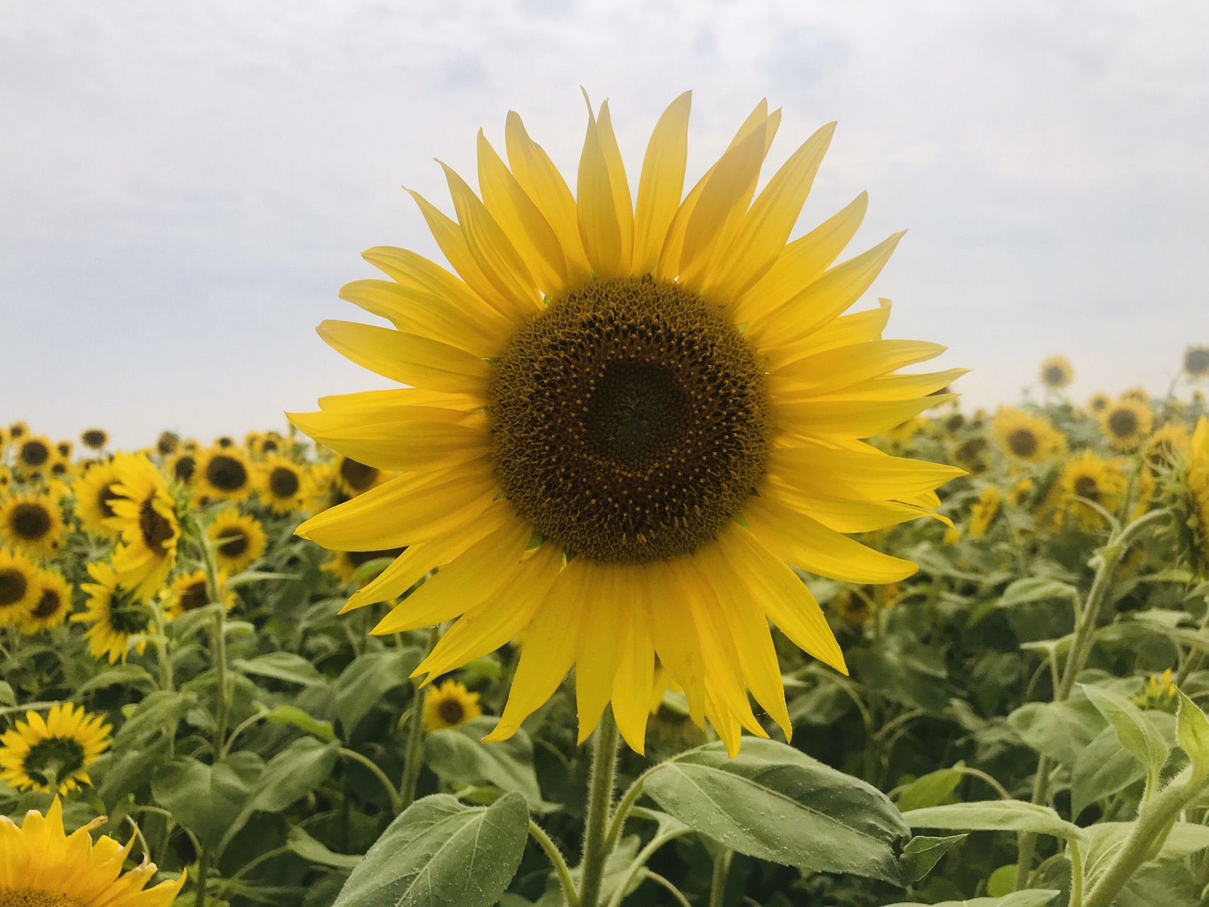 ひまわりの丘公園へ 兵庫県小野市 07 19 かおりんさんの小野アルプス 紅山 惣山 の活動データ Yamap ヤマップ