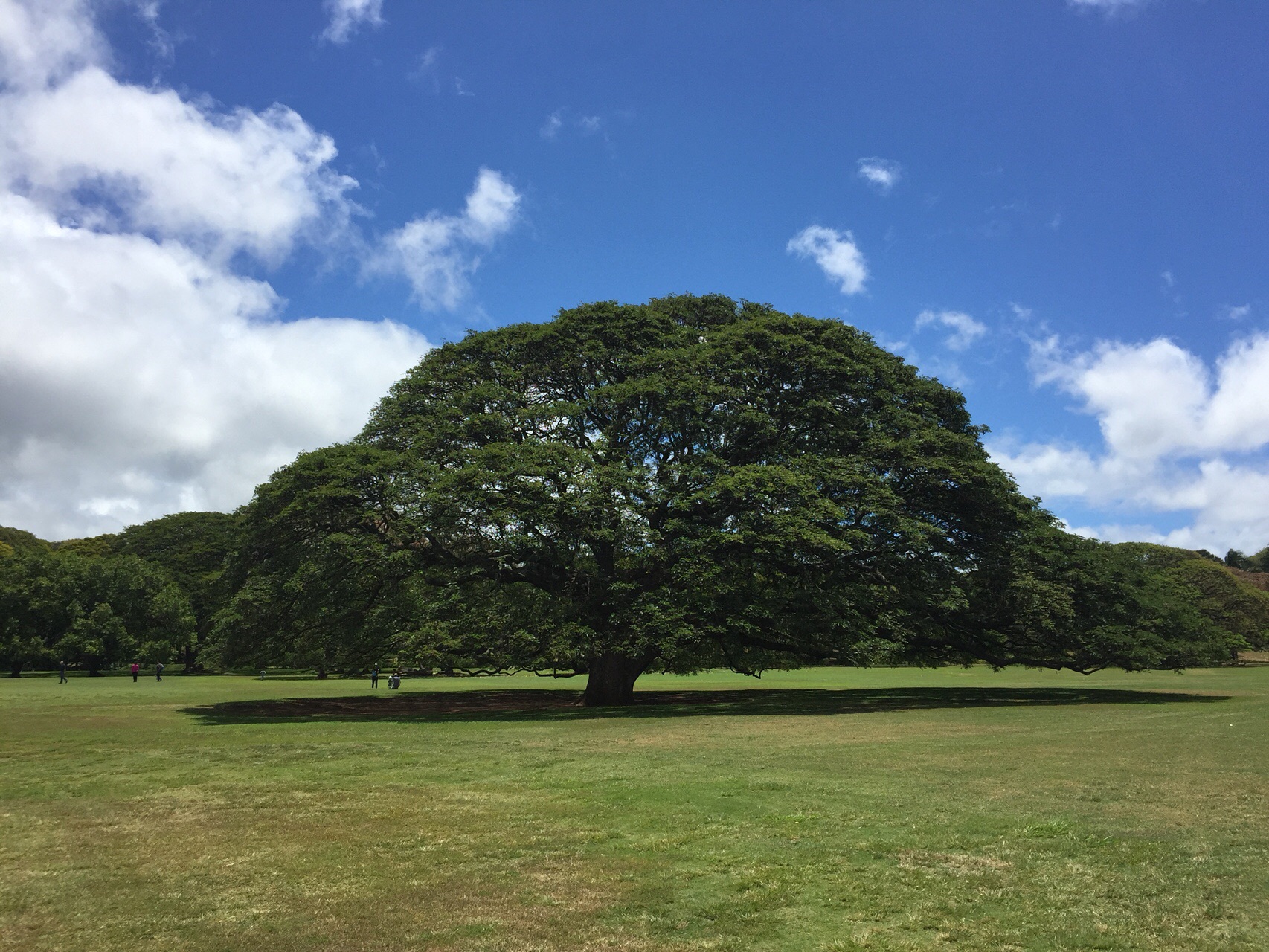 ハワイ4日目 モアナルアガーデン イオラニ宮殿 ダウンタウンコース 19 04 21 Oaktreeclubさんのホノルル ハワイオアフ島 の活動データ Yamap ヤマップ