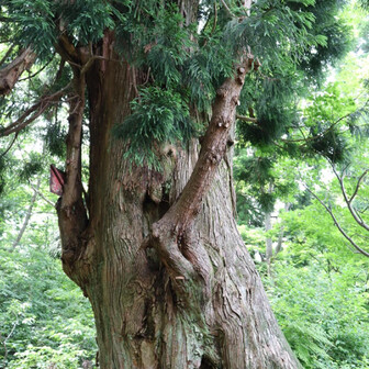 御神木のような木🌳