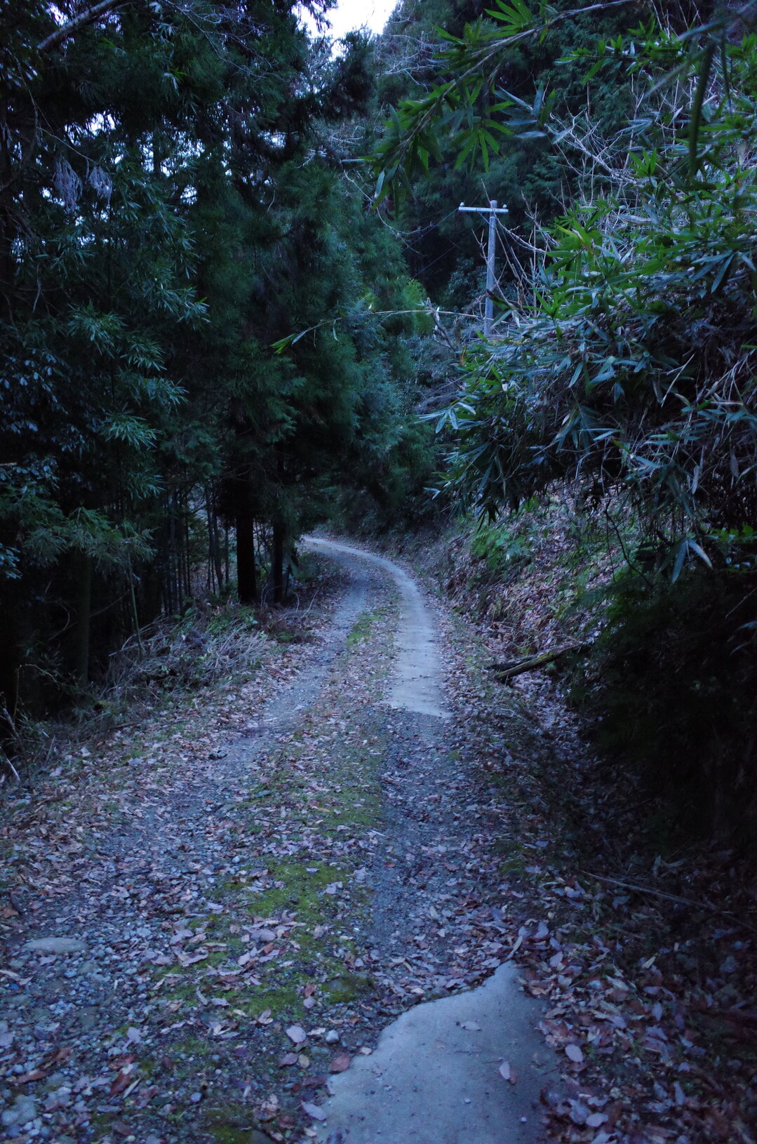 栃原めぐみの森 冬の水辺を撮りに出かけてきました 北摂里山トレイル 伊丹市 宝塚市 川西市 猪名川町エリア の写真71枚目 うっそうとした森の舗装路を下ってゆきます Yamap ヤマップ
