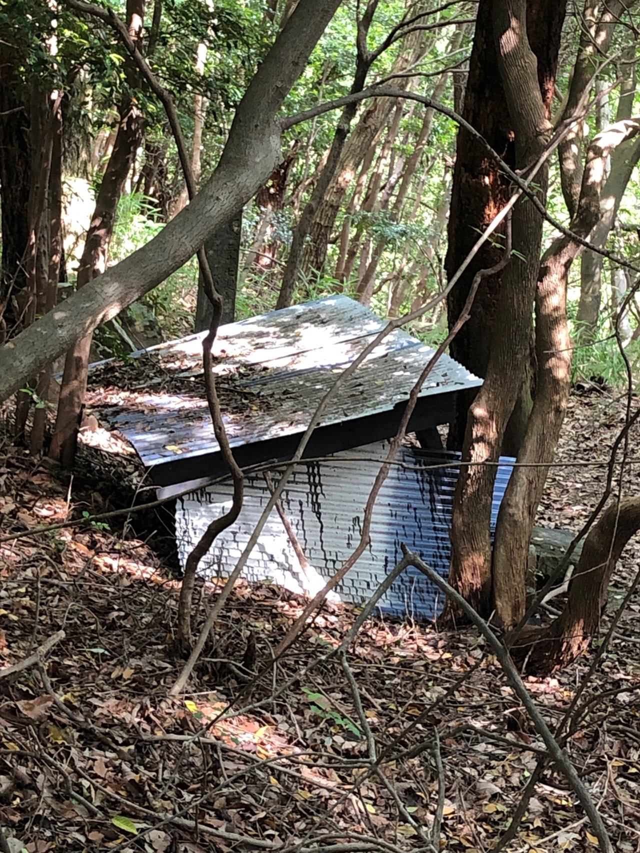 初 細野キャンプ場駐車場からスタート 花紬さんの春日井三山 弥勒山 大谷山 道樹山の活動日記 Yamap ヤマップ