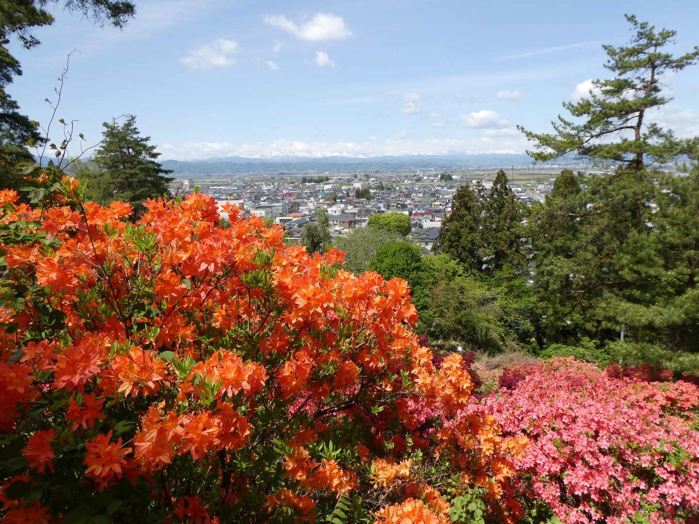 舞鶴山公園でつつじ鑑賞とおまけのわらび / イワヒバリさんの天童市の活動データ YAMAP / ヤマップ