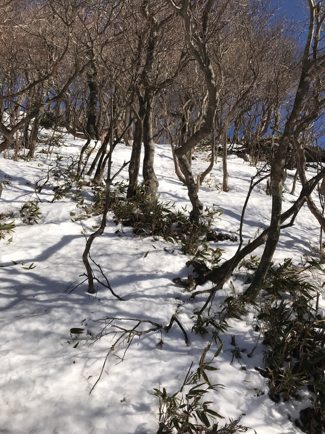 快晴でリベンジ いろんな が出た 釈迦ヶ岳 釈迦ヶ岳の写真58枚目 斜面をトラバース 斜度があって凍結してる Yamap ヤマップ