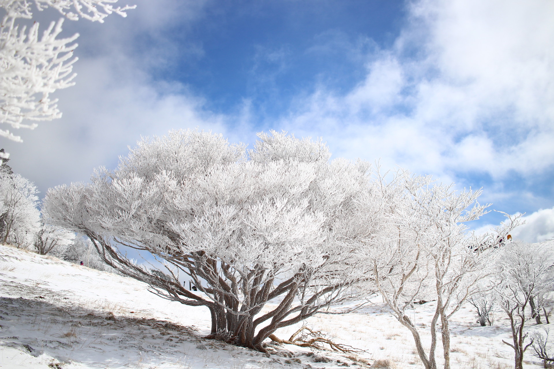 三峰山 霧氷まつり なんさんの三峰山 学能堂山の活動データ Yamap ヤマップ