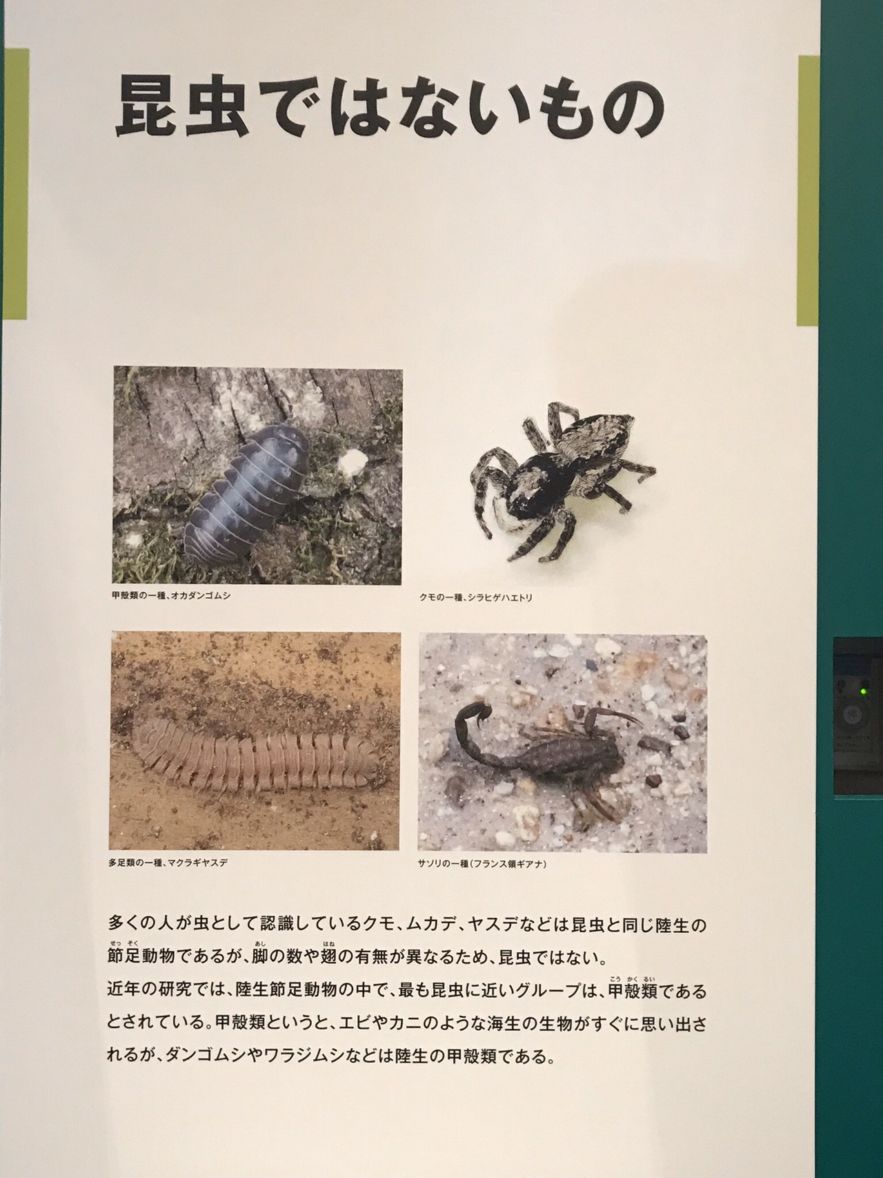 昆活しようぜ 昆虫展19 8 9 Ohikioyaさんの大阪市の活動日記 Yamap ヤマップ