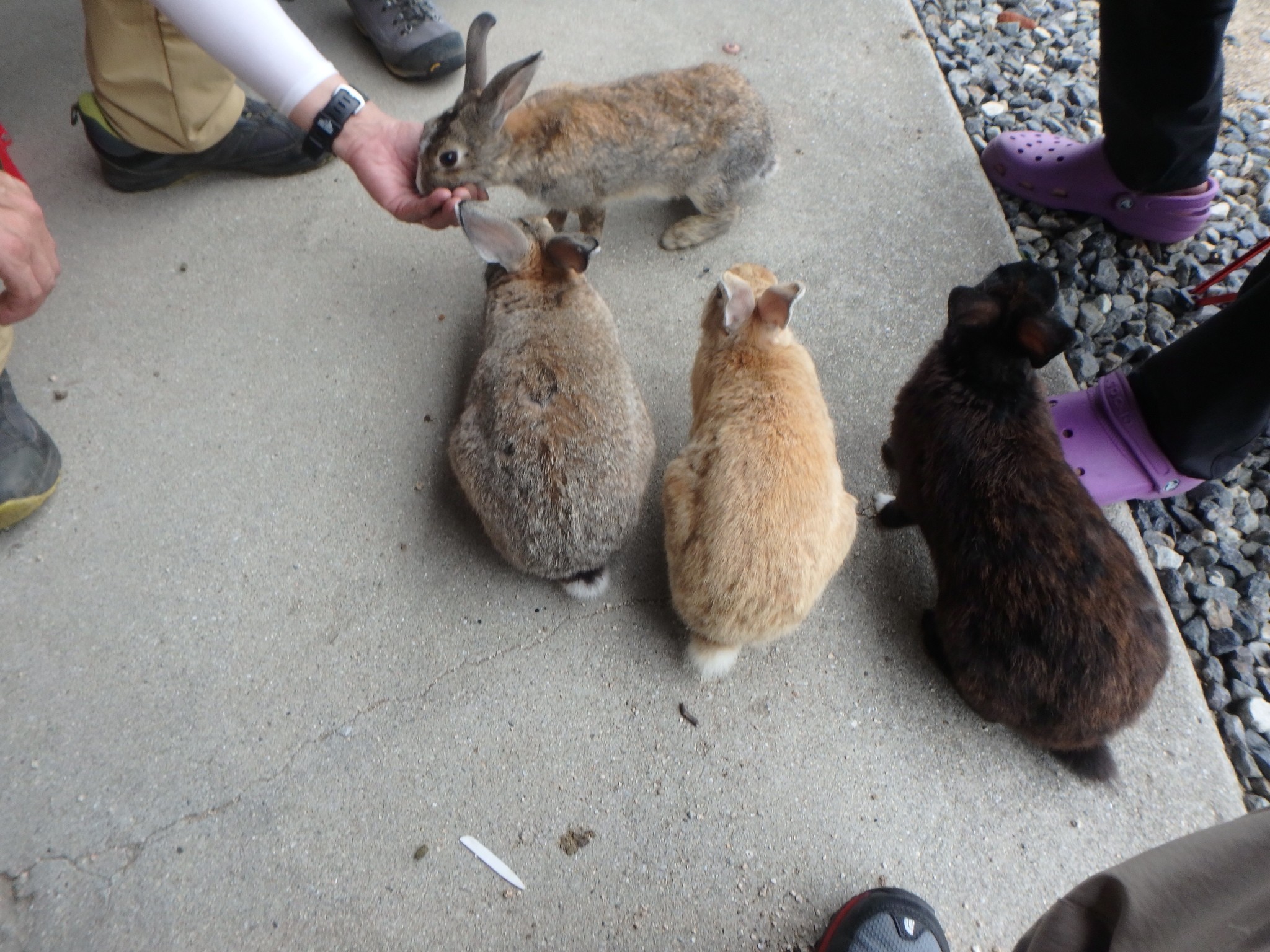 うさぎ島で遭難者続出 けんさんの鷲ヶ頭山の活動日記 Yamap ヤマップ