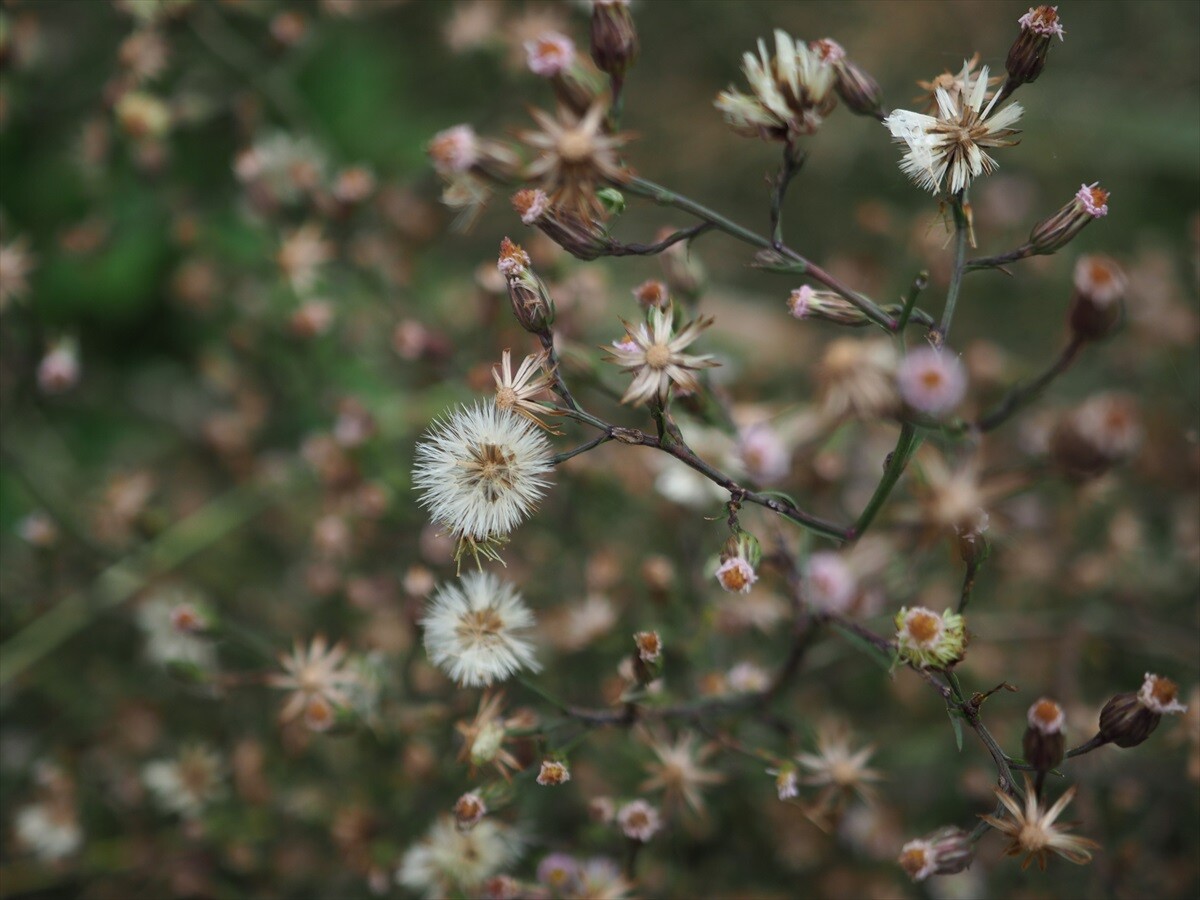 筑後川の野草2 うらさんの久留米市の活動日記 Yamap ヤマップ